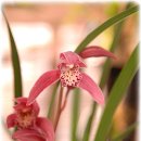 꽃보다 보세 이미지