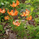 봉화약초민박 이미지