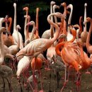플라밍고 이미지