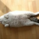 리더스 동물병원 이미지