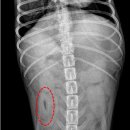 아띠 동물의료센터 이미지