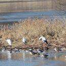 주남저수지 이미지