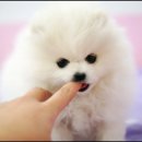 아기강아지 이미지