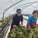 김우영 농장 이미지