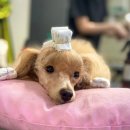 탑 애견 이미지