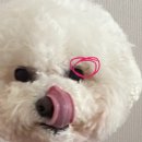 소담하개 이미지