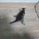 부산뱅갈하우스 | 부산뱅갈하우스 매장 /입양 후기