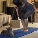 구름위의고양이 이미지