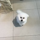 댕댕이 이발소 이미지