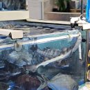 바다세꼬시 회.초밥 이미지