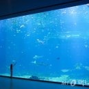 아쿠아 프랜즈 이미지