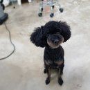 그루밍031 이미지