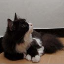 아도 이미지