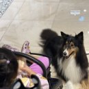 노나먹개 이미지