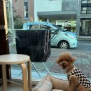 위드 더 독 이미지