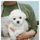 바둑아놀자 이미지