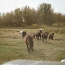 부케팔로스 이미지