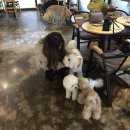 몽몽(MongMong) 이미지