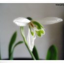 스노우드롭 이미지