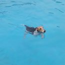 도그베이 이미지