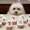 사랑줄개 이미지