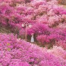 전국 진분홍빛 진달래 축제 이미지