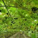 숙이네농장 이미지