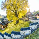 능주향교 은행나무 이미지