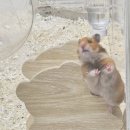 스프링 햄스터 이미지