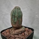 수원-0943 이미지