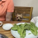 9월의일상/ 충주맛집,충주굴향기,충주숯도령대쪽갈비,충주보노보노웍,충주포유탐,충주읍천리,충주후라토...