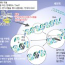 코로나 백신, DNA 오염 관계 이미지