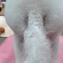 소르베 펫살롱 이미지