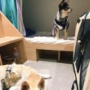 에코 켄넬 이미지