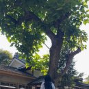 산장기차여행 | [오즈 여행] 마쓰야머 나홀로여행 -오즈편- “가류산장” 후기 / 마쓰야마 산책패스 🌳🌲🌲🌳