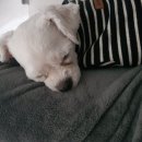 쉐보레오정바로서비스