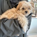 시흥i 동물병원 이미지