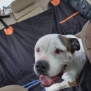 강아지사랑 이미지