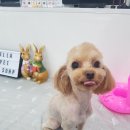 짱구 짱아 애견샵 이미지