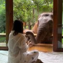 리버사이드호텔 | 치앙마이 타완리버사이드 코끼리 호텔 디럭스룸 후기