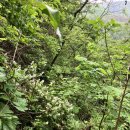 [공지] 천종 산삼(((15만 회원에게 검증받는 천종 산삼)))