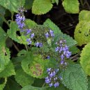 박하제주 이미지