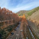 생태연못 | [장태산자연휴양림 가을 여행] 스카이웨이·전망대·생태연못 산책 후기