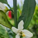 에그리나 이미지