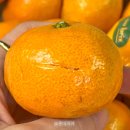 효돈농업협동조합 | 카카오톡 선물하기 효돈농협 온브릭스 고당도 노지 타이벡 감귤 1.5kg 후기