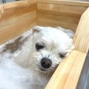 솜솜 애견미용 이미지