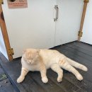 스틸카페(still cafe) | [달랏]스틸 카페(still cafe) 방문 후기, 고양이와 함께하는 힐링 여행