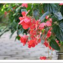 베고니아 이미지