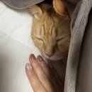 네일로지 - 제주시 서광로 288 | 💅 산울동 네일샵 추천｜마이네일로지 두 번 다녀온 솔직후기 (마블네일 / 자석네일)
