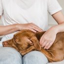 능곡동물병원 이미지